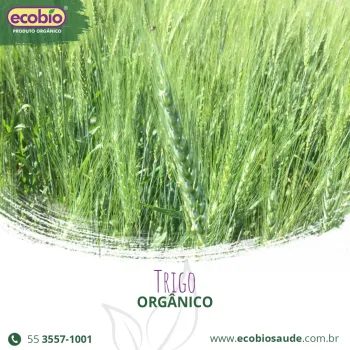 Trigo Orgânico